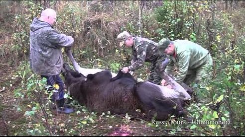 Jagd auf Europäischen Elch in Udmurtien / Russland