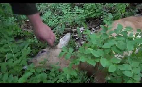 Mein Erster Rehbock - Rhönhunters