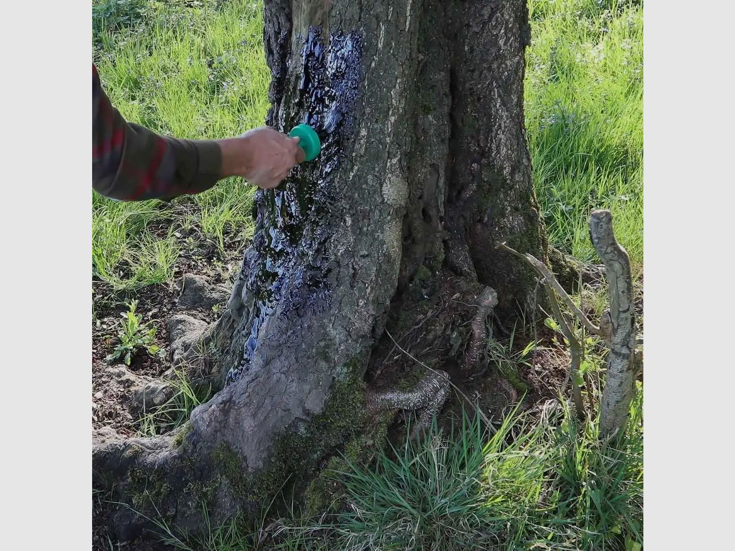 Eurohunt catrame di legno in tanica