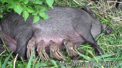 New born Wild baby boars