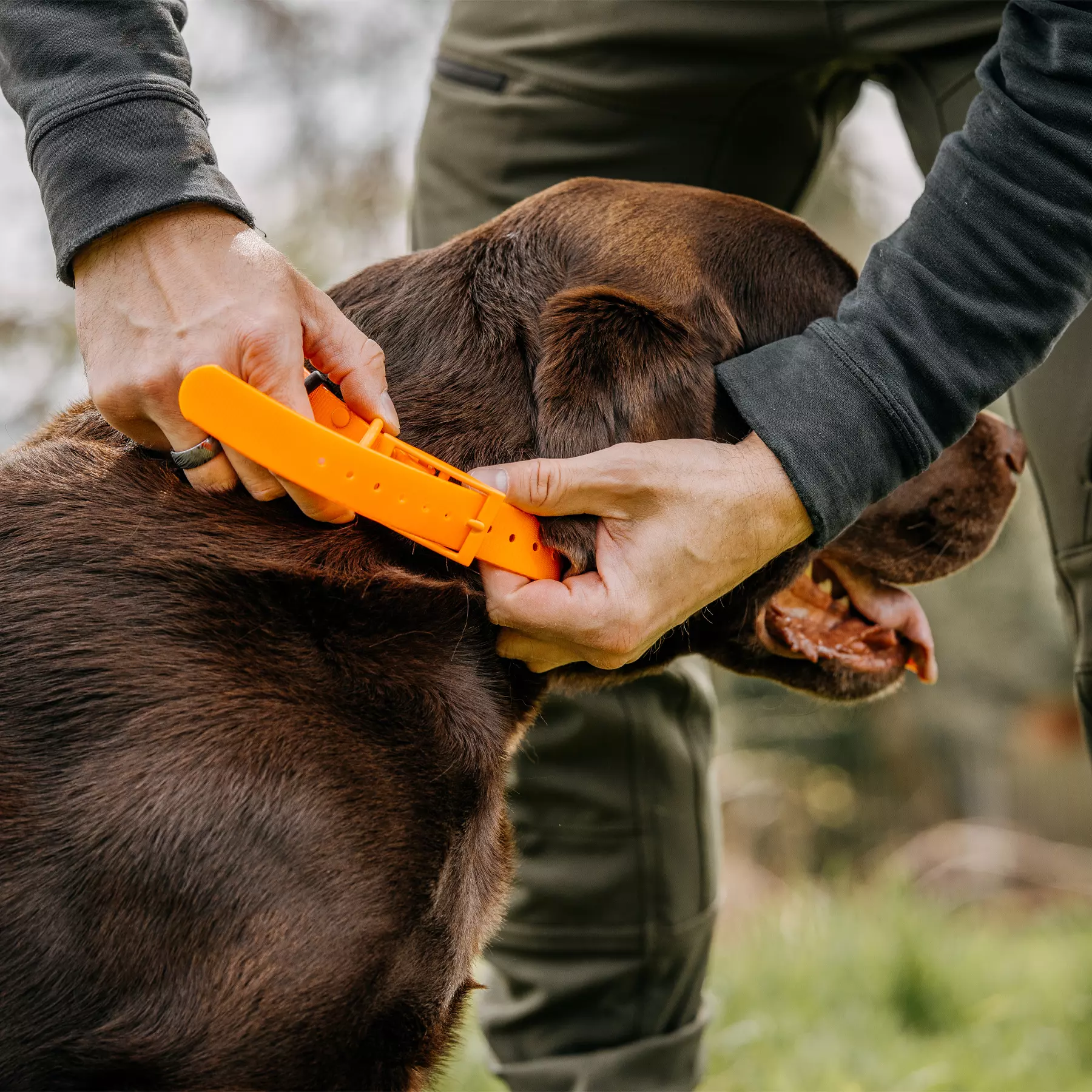 HP&G Hundehalsband 19mm Orange, Bild 3 von 3