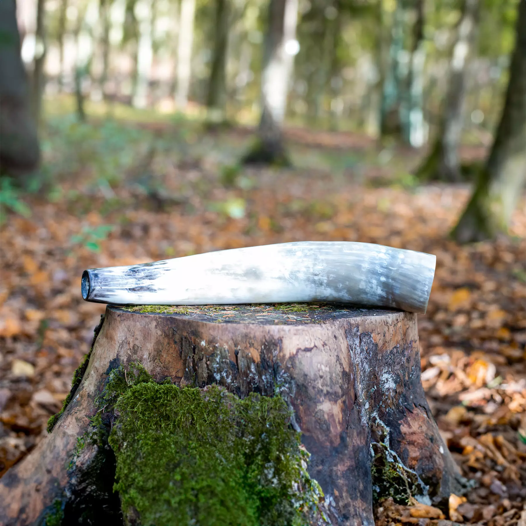 Ochsenhorn 40cm hertshoorngeschal, afbeelding 3 van 3