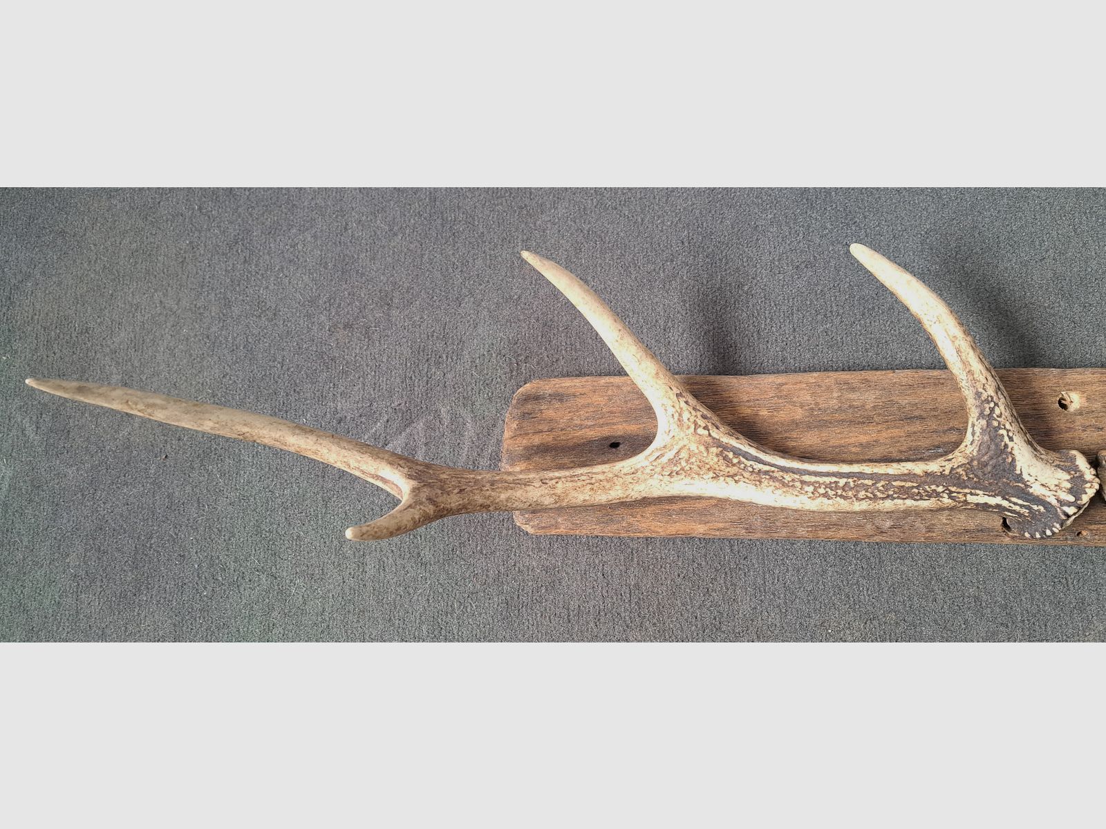 2x Sikawild Abwurfstange Geweih sur bois flotté