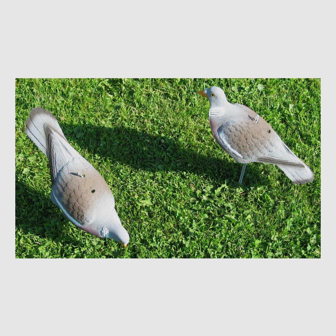 pigeons d'appel neufs (12 pièces) demi-coquille ; tourterelle des bois