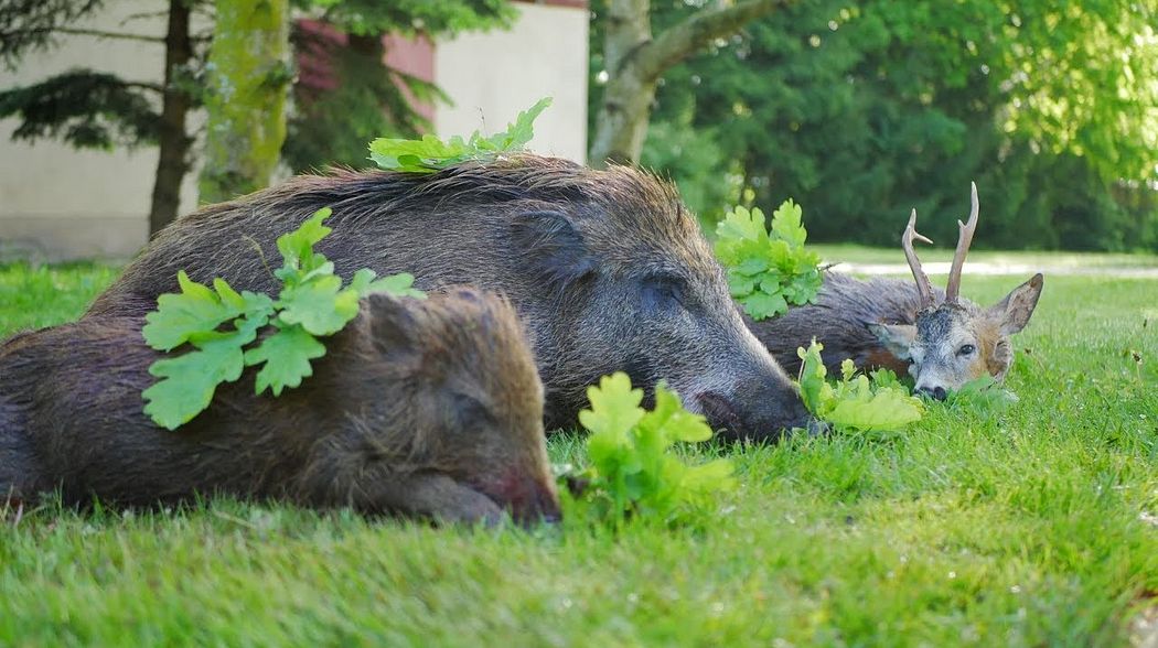 Herrliches Ostpreußen - Sau und Bock erlegt