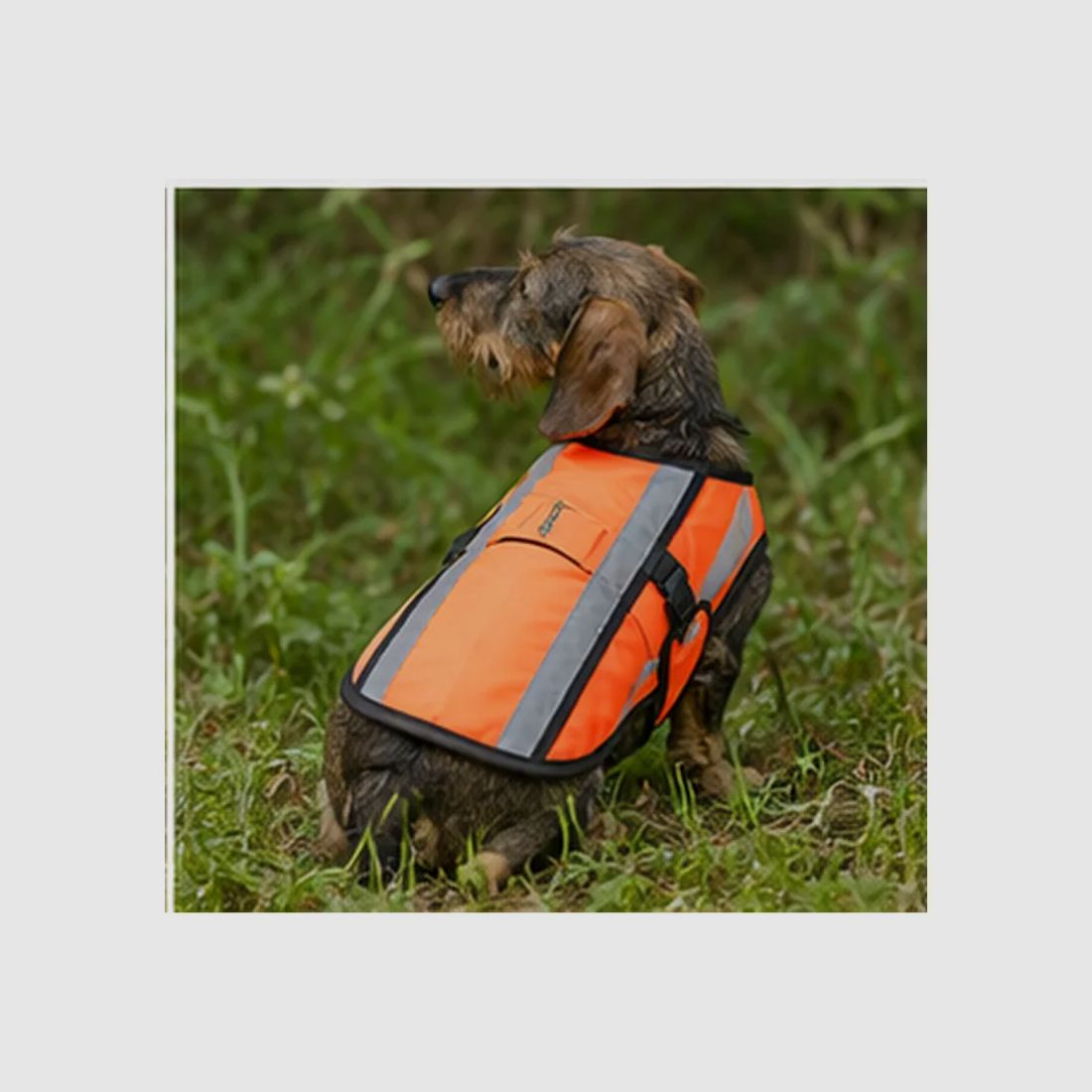 Reflective fluorescent orange vest for Dachshund and Terrier, image 3 of 8