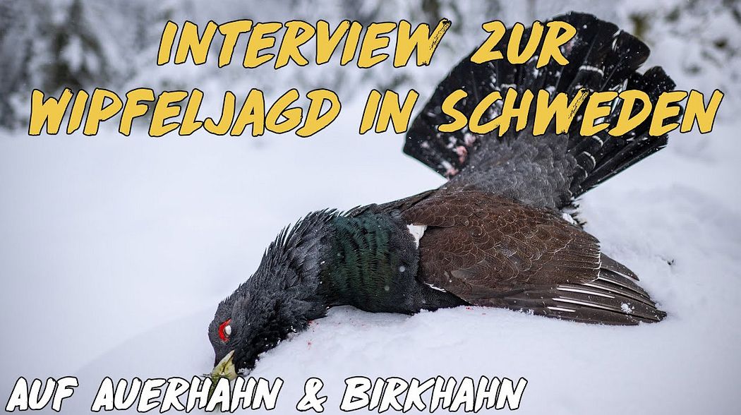 Interview: Wipfeljagd in Schweden auf Auerhahn & Birkhahn