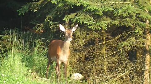 Rotwild im Sommer