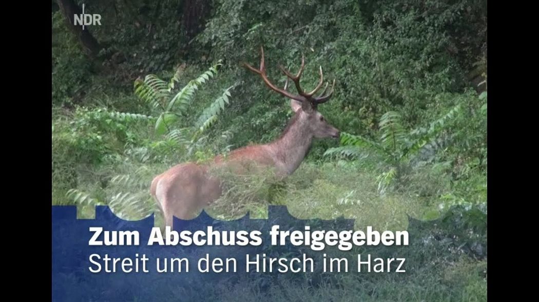 Streit um den Hirsch im Harz - Zum Abschuss freigegeben [Doku]