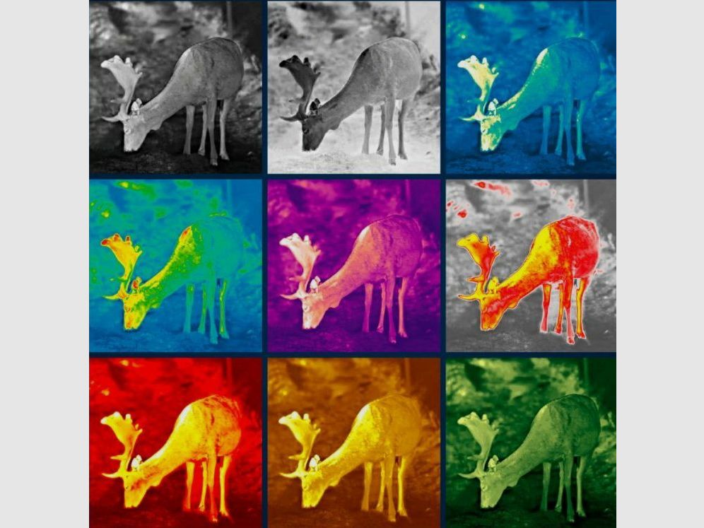 PULSAR Axion XQ19 Compact