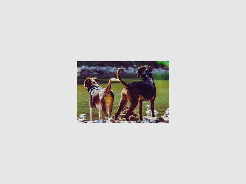 Jagdhundezubehör der Jagdstube Bauer OG