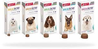 Bravecto für einen Zeckenfreien Hund