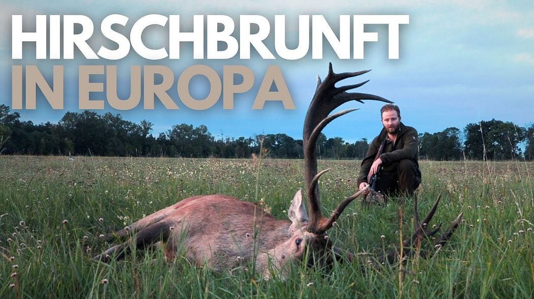 Hirschbrunft in Europa I Red stag hunting in Europe I Le brame du Cerf