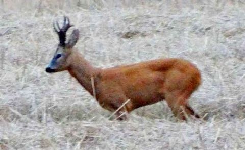 Polowanie - Medalowy rogacz - gold medal roebuck