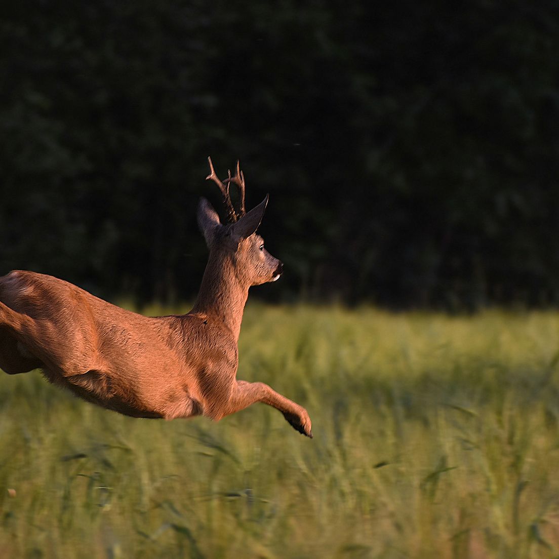 Neue Jagdzeiten Brandenburg (Reh-, Dam- und Rotwild)