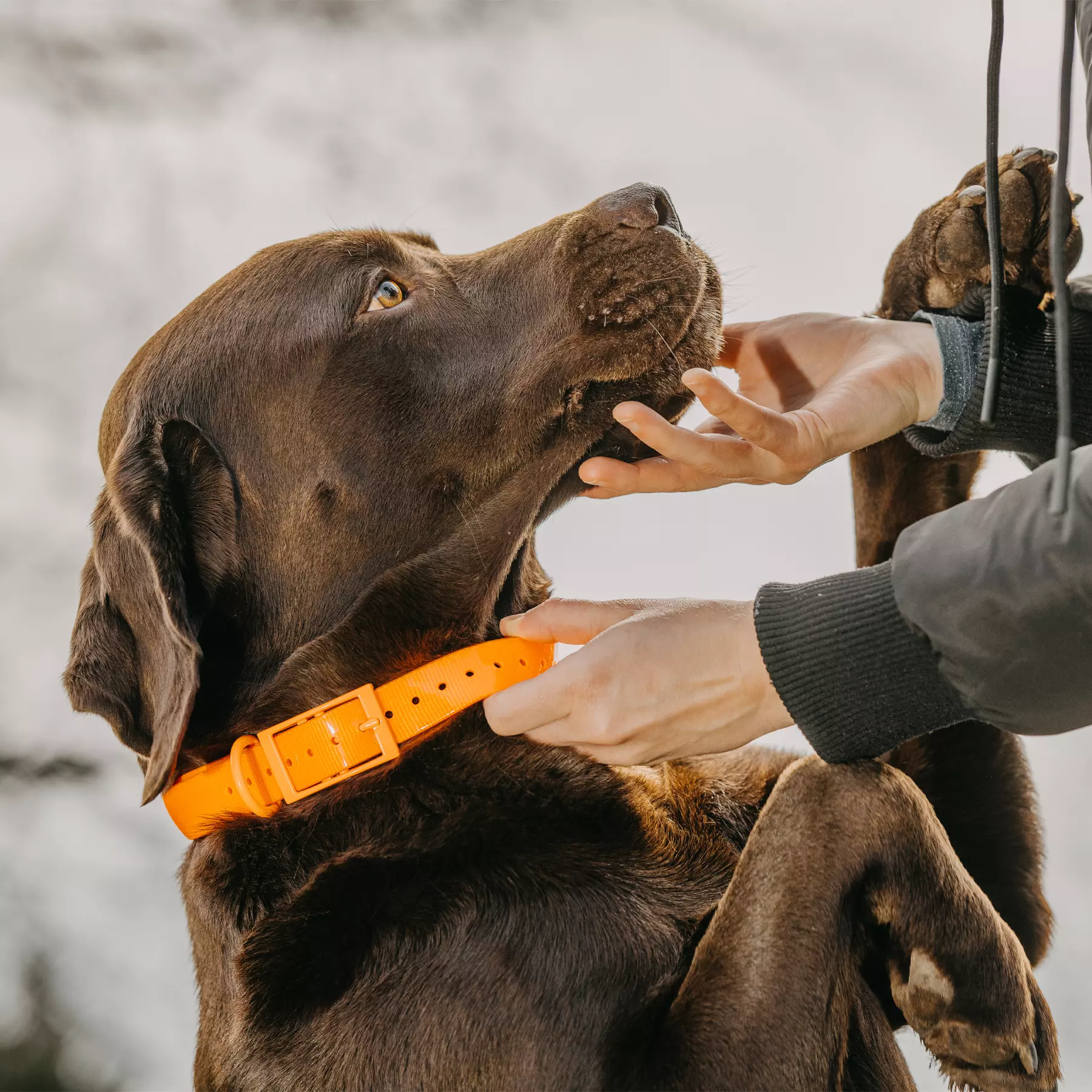HP&G Hundehalsband 19mm Orange, Bild 2 von 3