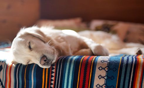 Achtung Hundemalaria! Vorbeugung und Behandlung der Babesiose