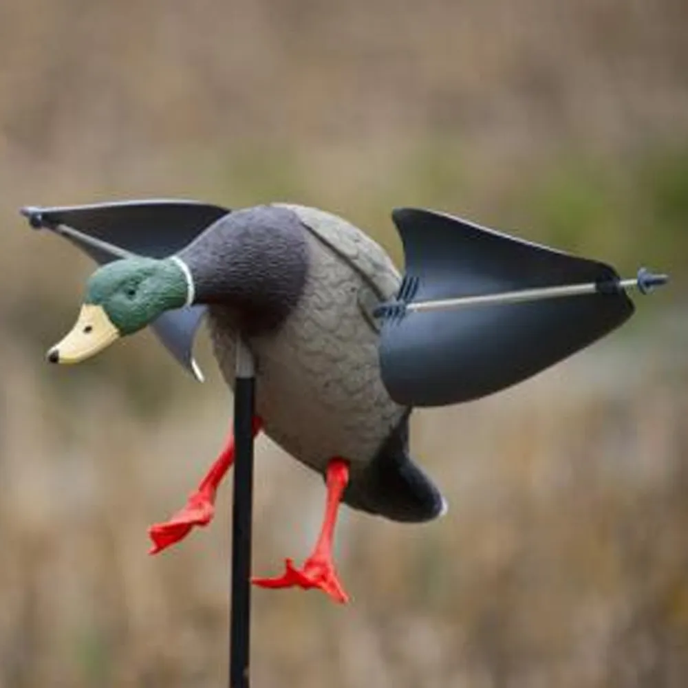 Anatra in volo in avvicinamento (maschio), immagine 2 di 2