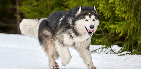 Rasseprofil: Alaskan Malamute