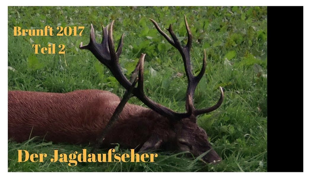 Rotwild / Red Stag / Hirschbrunft in der Eifel Teil 2