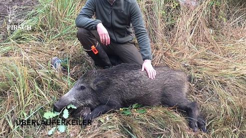 Jagd auf Schwarzwild -  zwei Sauen erlegt