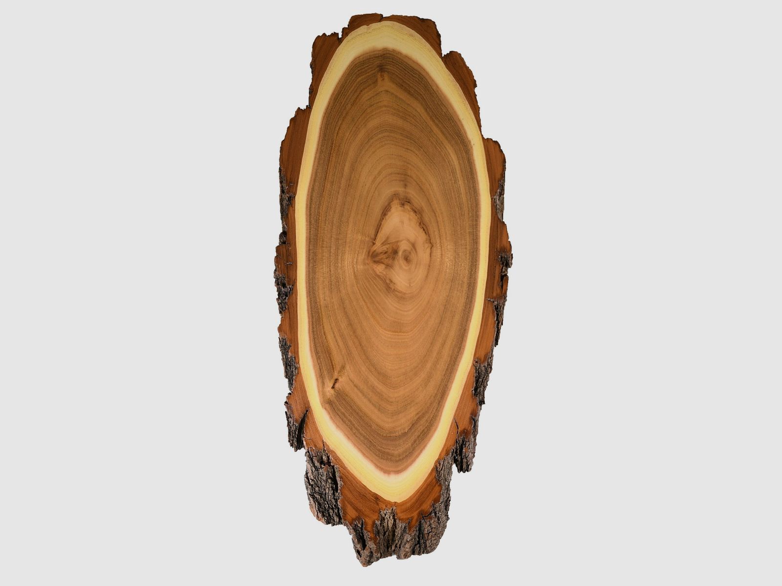 Hirschschild Akazie