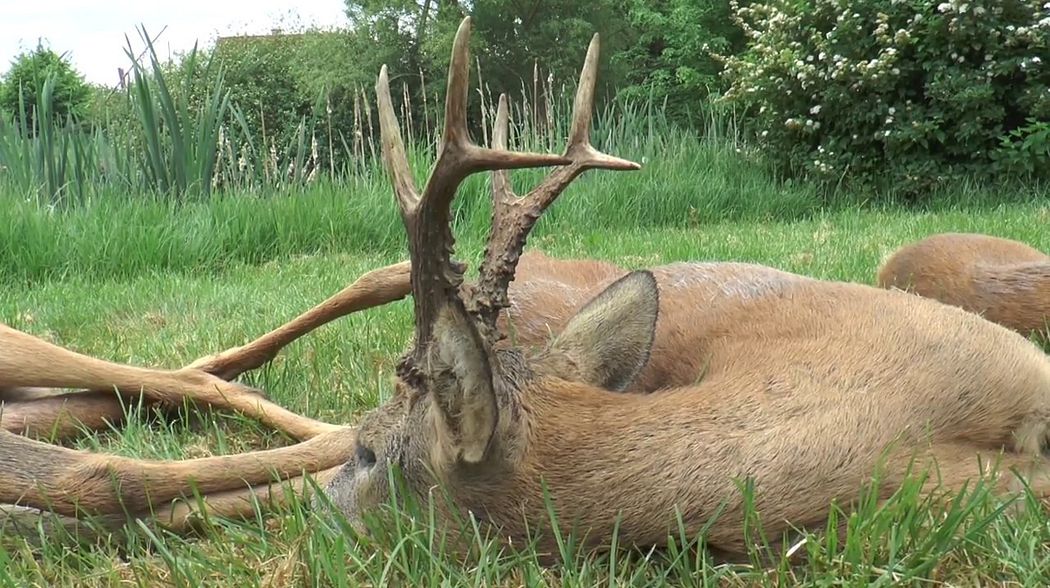 Zwei alte Rehböcke werden in Masuren erlegt! Two old roebucks get downed in Masuria!