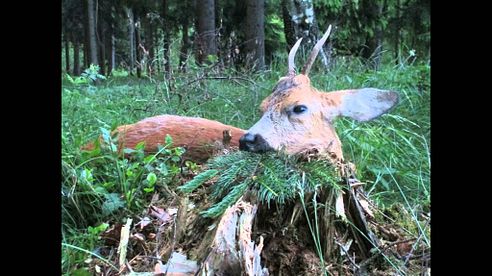 Jagd 2015 - hunting, roebuck, bockjagd, jakt,