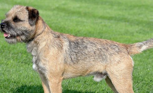 Rasseprofil: Border Terrier
