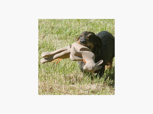 WAIDWERK Lapin rapporteur