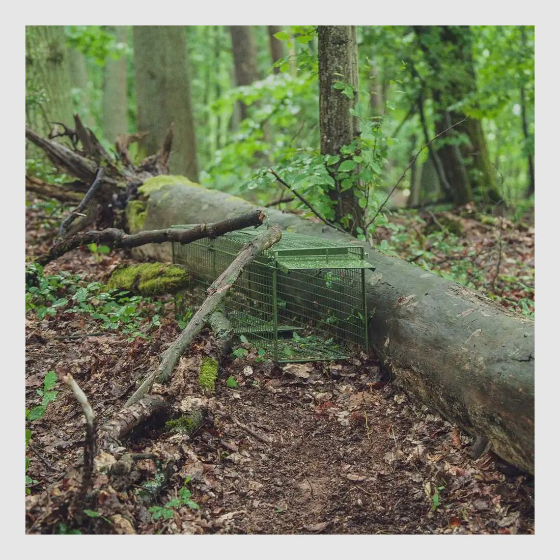 Falle Falle Lebendfang – zwei Klapptüren