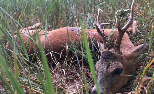 Wildbret: Abhängen, Kühlen und Reifen lassen