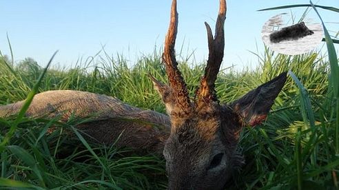 Roebuck hunting season started - Rozpoczęcie sezonu na rogacze - Rehbockjag chasse brocard