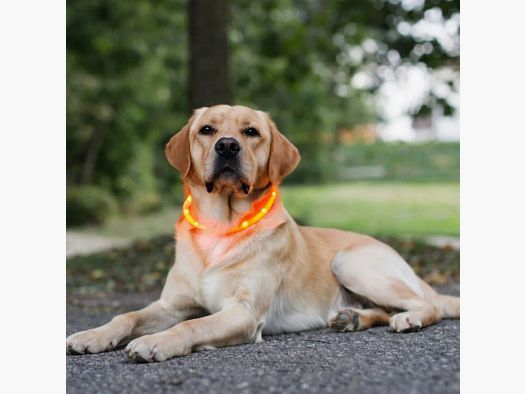 Hundehalsband gelb mit USB wiederaufladbarem LED
