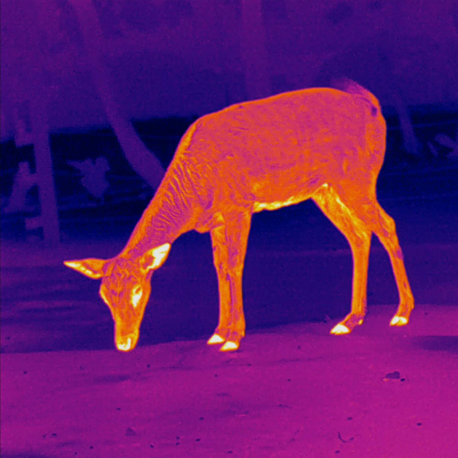 PARD PARD Predator 640 LRF warmtebeeld voorzetapparaat