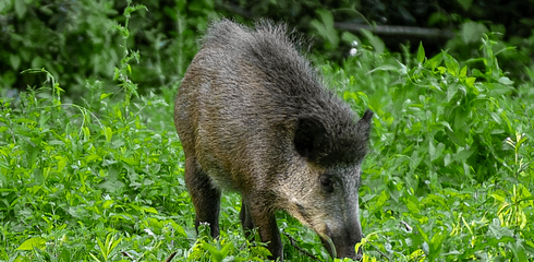 Prevenzione dei danni causati dalla fauna selvatica - le informazioni più importanti