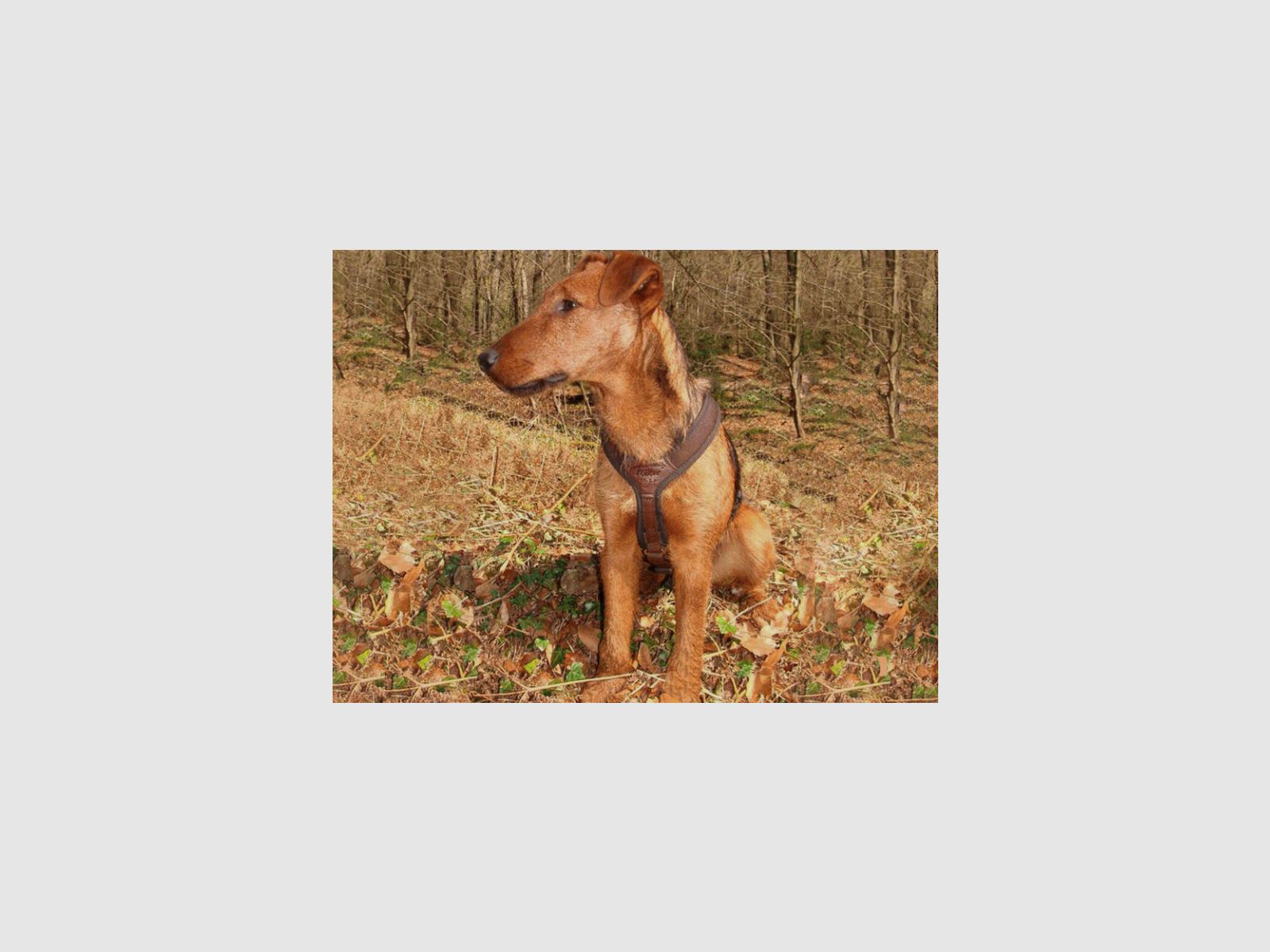 NIGGELOH dog harness Follow Light Brown