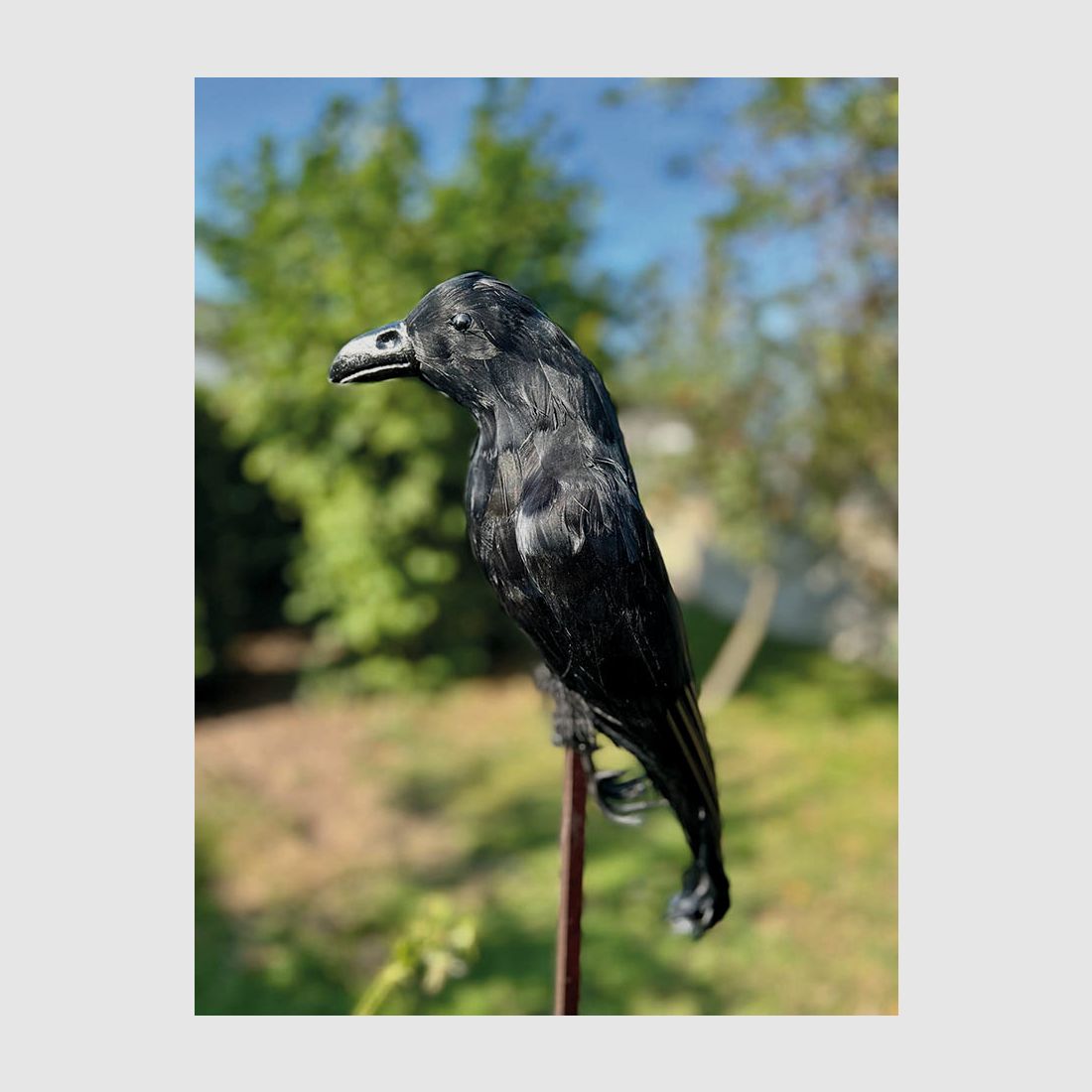 Gevederde kraai
