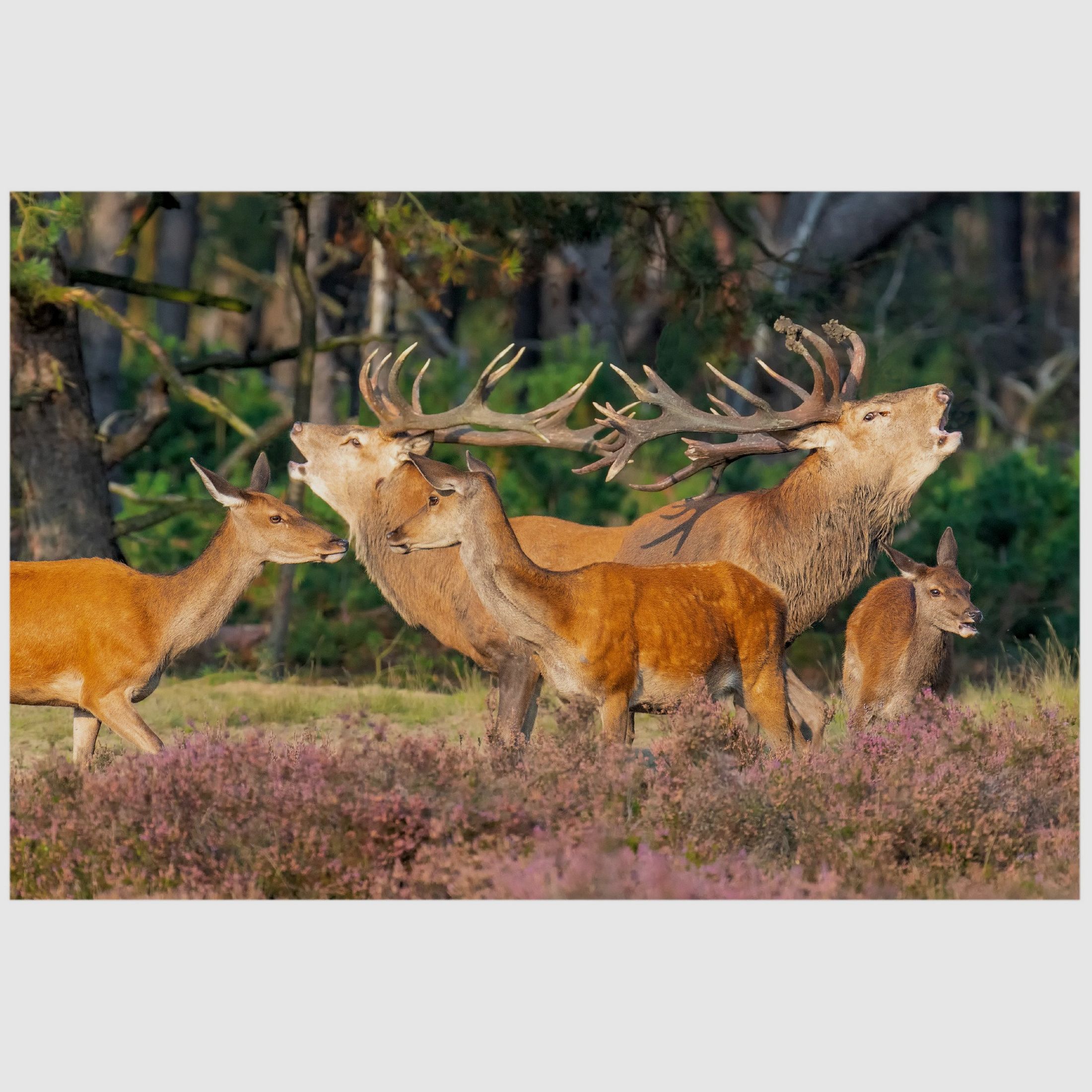 Magnes na lodówkę jeleń