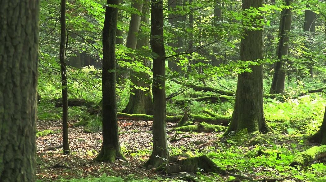 Auf Blattjagd im Hunsrück