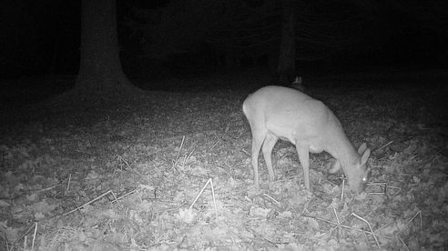 WILDAGENT Wildkamera 4G LTE Pro 2.0 ohne SIM-Lock / kostenlose Bildübertragung an Telegram