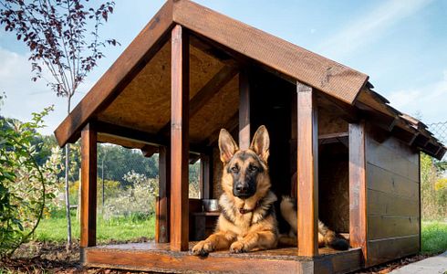 Eine Hundehütte selber bauen – Ein DIY-Projekt für alle Tierliebhaber