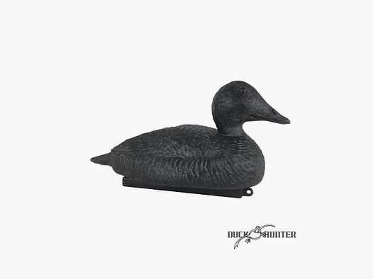 Forme d'eider noire x 12