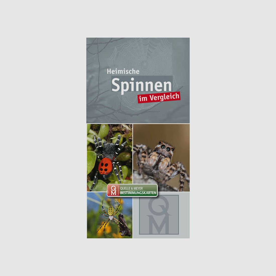 Bestimmungskarte "Heimische Spinnen im Vergleich"