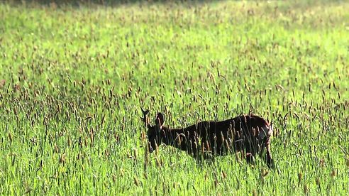 Bukkejagt i Tjekkiet 2015 - 1 www.jagt-klubben.dk