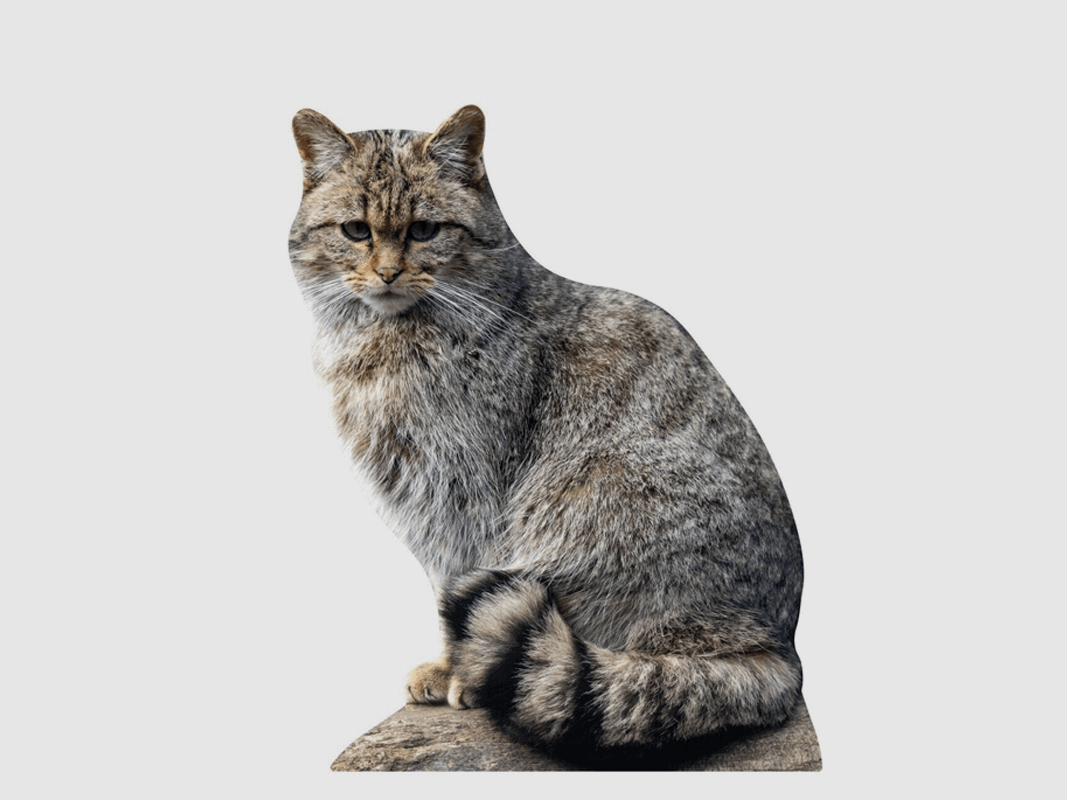 Tieraufsteller Wildkatze