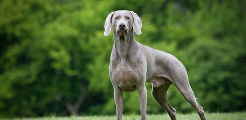 Rasseprofil: Weimaraner