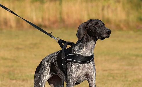 Norweger Geschirr für Hunde: Ein umfassender Leitfaden und wichtige Hinweise