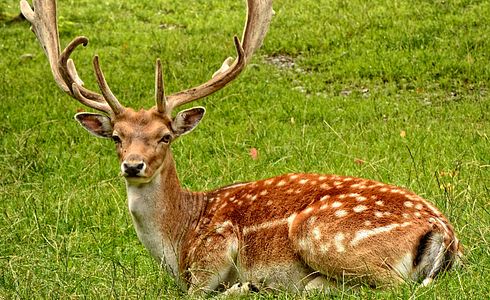 Die Lockjagd auf den Damhirsch