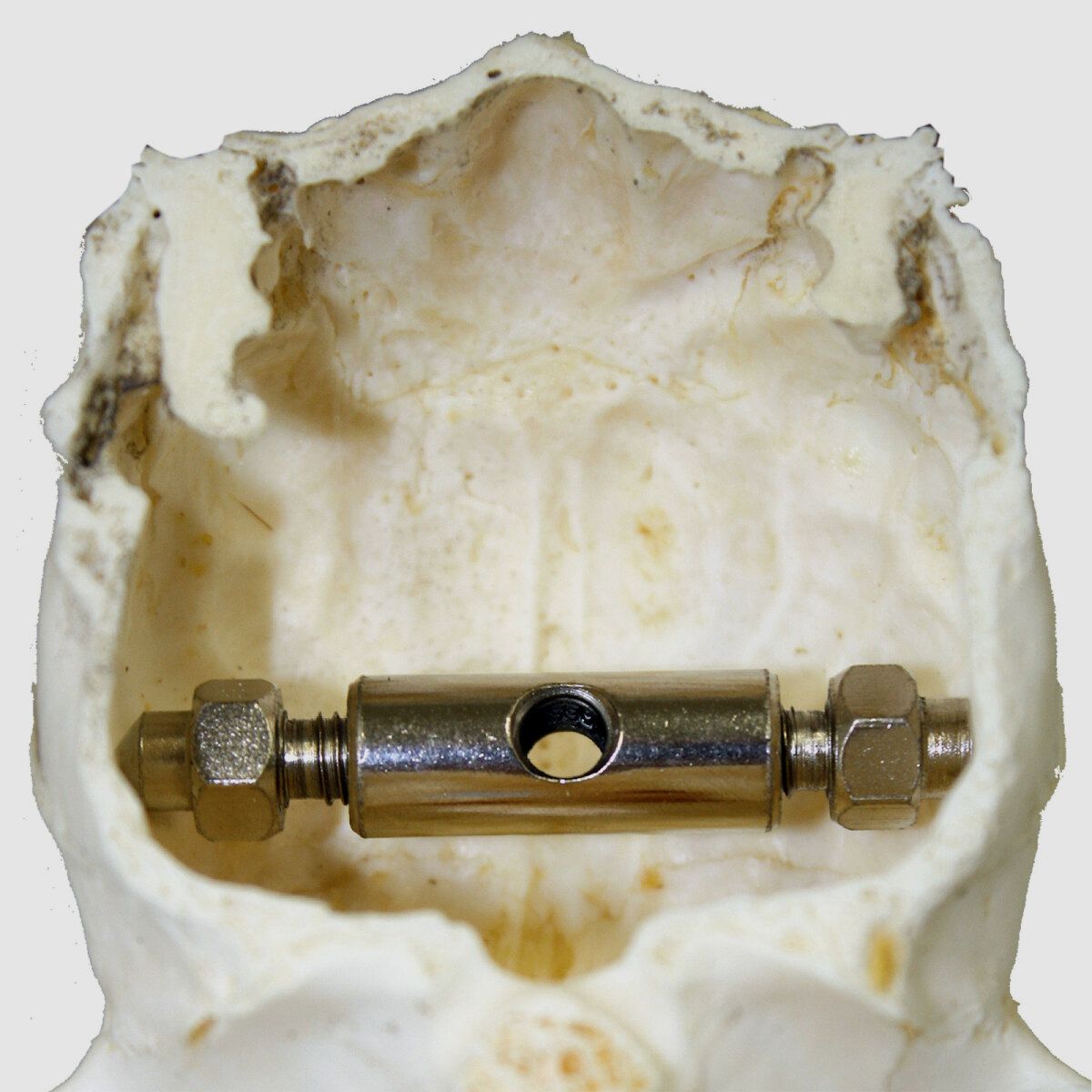 Hinge clamp for fallow deer